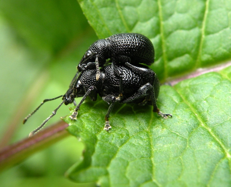 Anche lui nel suo piccolo (Curculionidae - Otiorinchus?)